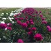 Півонія Paeonia Avis Varner